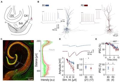 Cell-type specific inhibitory plasticity in subicular pyramidal cells